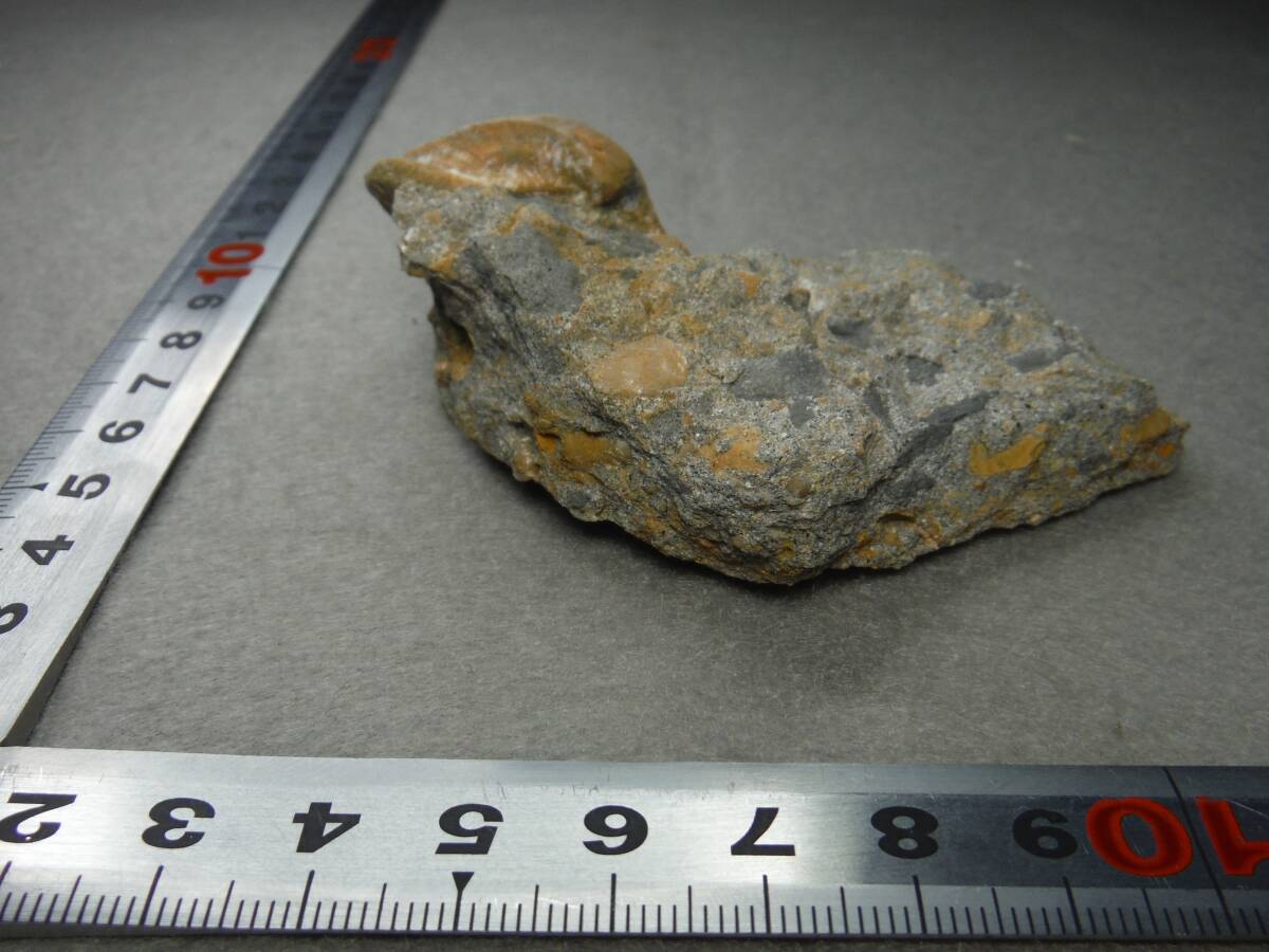 日本産化石　岩手県　白亜紀宮古層群　二枚貝ナノナビス？C　_画像4