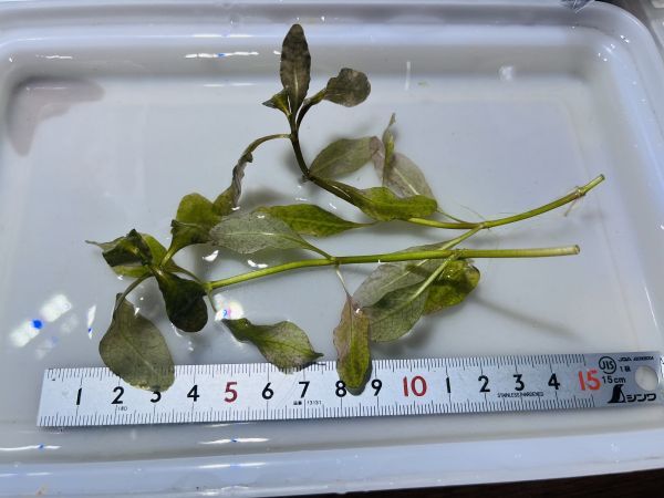 Hygrophila sp. ‘Bangkok’ ハイグロフィラ バンコク 原種 熱帯植物 水草の画像1