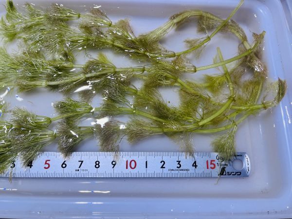 Limnophila sp. ”Guinea“ 2022 ギニアンアンブリア 原種 熱帯植物 水草の画像2