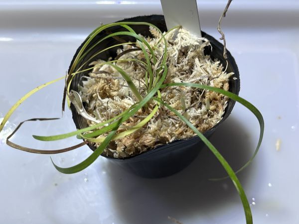[NM] Ophiopogon sp. Xiulin, Hualian ジャノヒゲ リュウノヒゲ オフィオポゴン 原種 熱帯植物 山野草 古典園芸の画像3