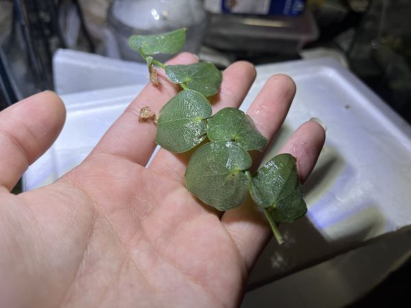 Pothos barberianus Perak, Malaysia ポトス エピプレムナム 原種 熱帯植物 観葉植物 テラリウム パルダリウムの画像2