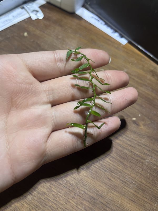 Pothos sp. Luzon Epipremnum ポトス エピプレムナム 原種 熱帯植物 観葉植物 テラリウム パルダリウム_画像2