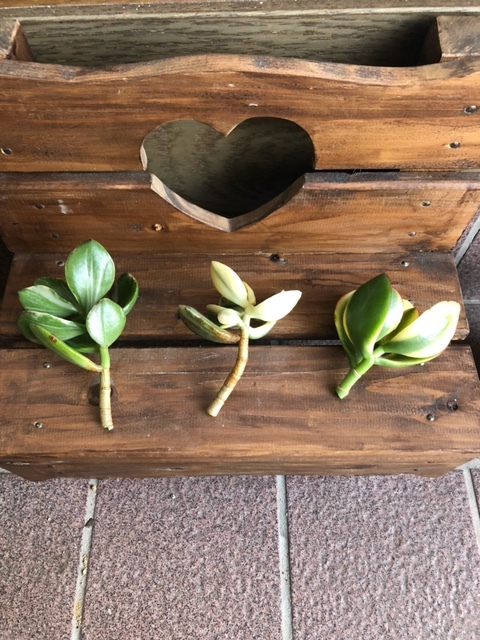 多肉植物 ベンケイソウ科 クラッスラ属 金のなる木 花月２種類　黄金花月（斑入り）１本と 花月錦（斑入り）の 2本　合計3本_画像3