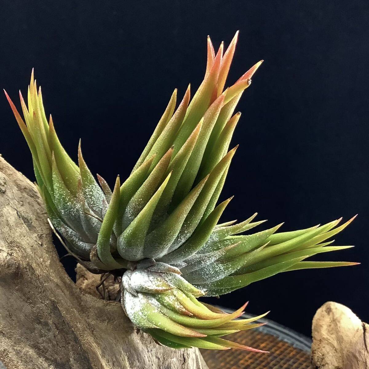 Tillandsia ionantha haselnuss ex. Koehres 800m Mexico ティランジア イオナンタ ヘーゼルナッツ ケーレス チランジアの画像1