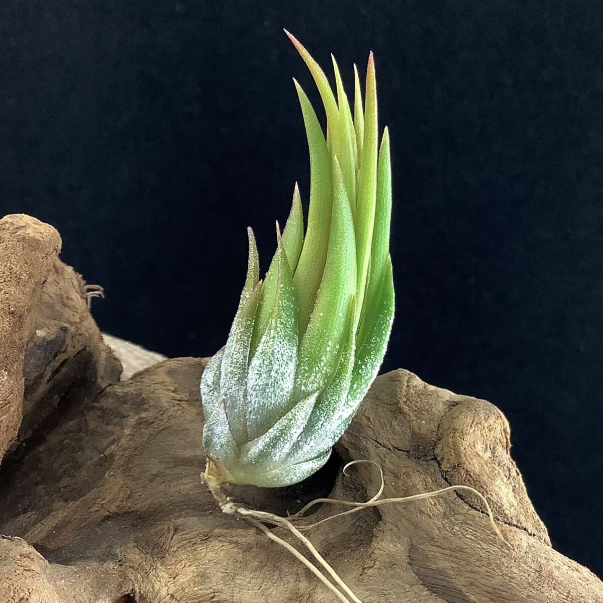 Tillandsia ionantha haselnuss ex. Koehres 800m Mexico ティランジア イオナンタ ヘーゼルナッツ ケーレス チランジアの画像3