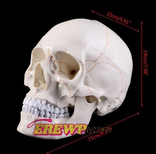 医療小道具モデル 等身人間の頭蓋骨モデルです 勉強教育用品として医師、カイロプラクター、理学療法士などに最適です_画像2