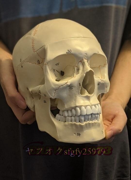 医療小道具モデル 等身人間の頭蓋骨モデルです 勉強教育用品として医師、カイロプラクター、理学療法士などに最適です_画像8