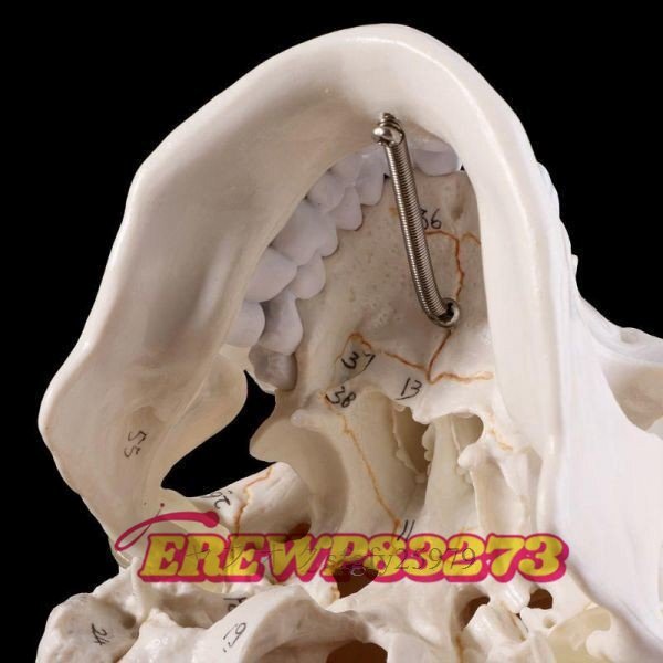 医療小道具モデル 等身人間の頭蓋骨モデルです 勉強教育用品として医師、カイロプラクター、理学療法士などに最適です_画像5