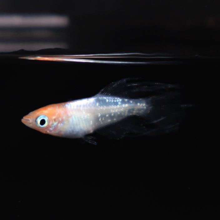 【minamo】現物 ハイビスカス 極上若魚（１ペア）産卵確認済み 夢中めだか様直系 HB-01の画像2