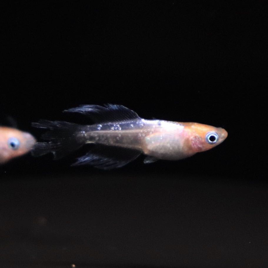【minamo】現物 ハイビスカス 極上若魚（１ペア）産卵確認済み 夢中めだか様直系 HB-01の画像7
