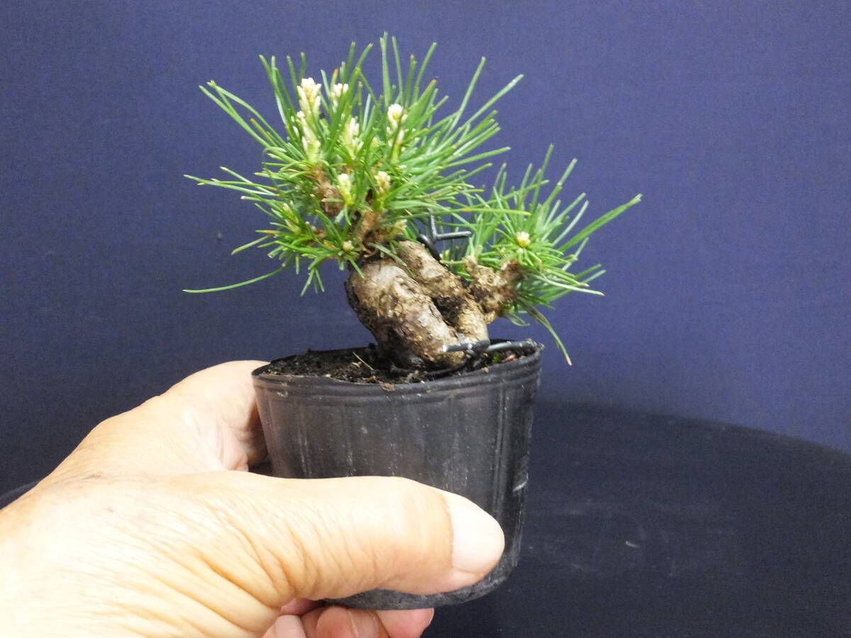 ***. legume bonsai > Mikawa Japanese black pin futoshi .> mini bonsai * bending attaching old ...*** height of tree 6cm bonsai short size futoshi . Mikawa Japanese black pin pine shohin bonsai Mini excellent material 