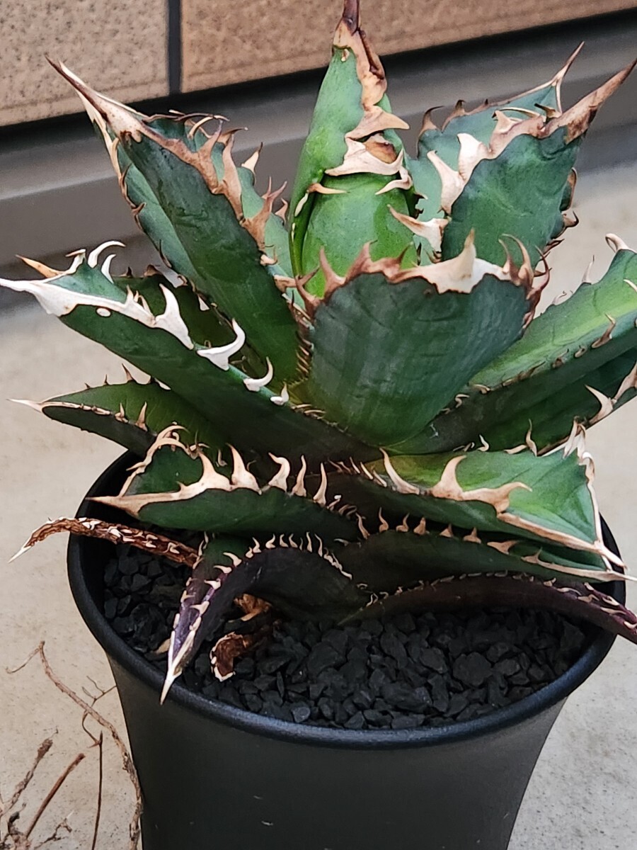 アガベ チタノタ レッドキャットウィーズル agave titanota Red Catweezle アガベ ピーコッキー Agave peacockii の画像3