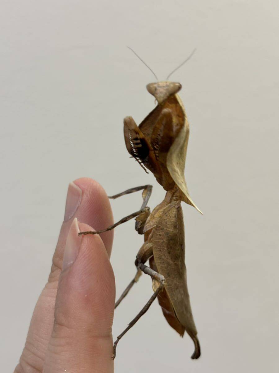 マルムネカレハカマキリ成虫♀単品 カマキリ マンティスの画像5