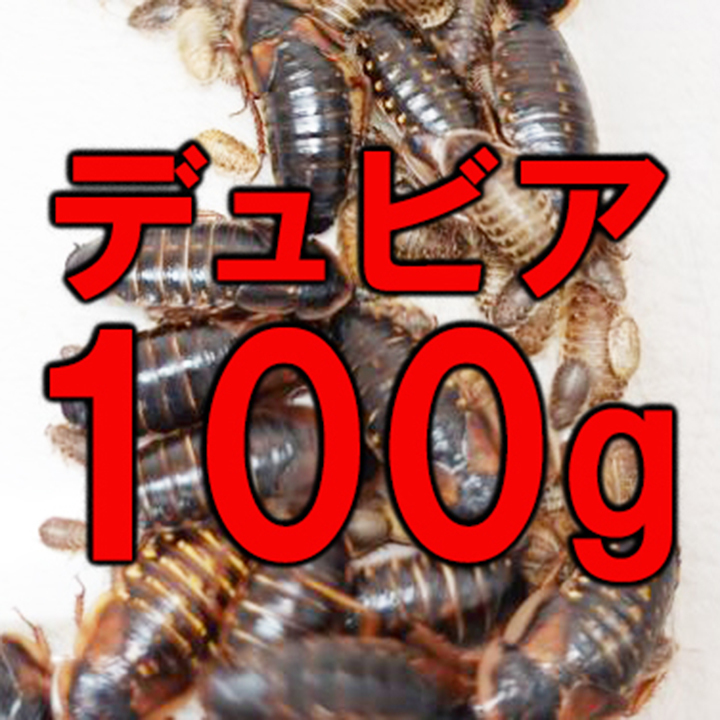 【送料無料】デュビア 幼虫～成虫 100ｇ(全サイズMIX)の画像1