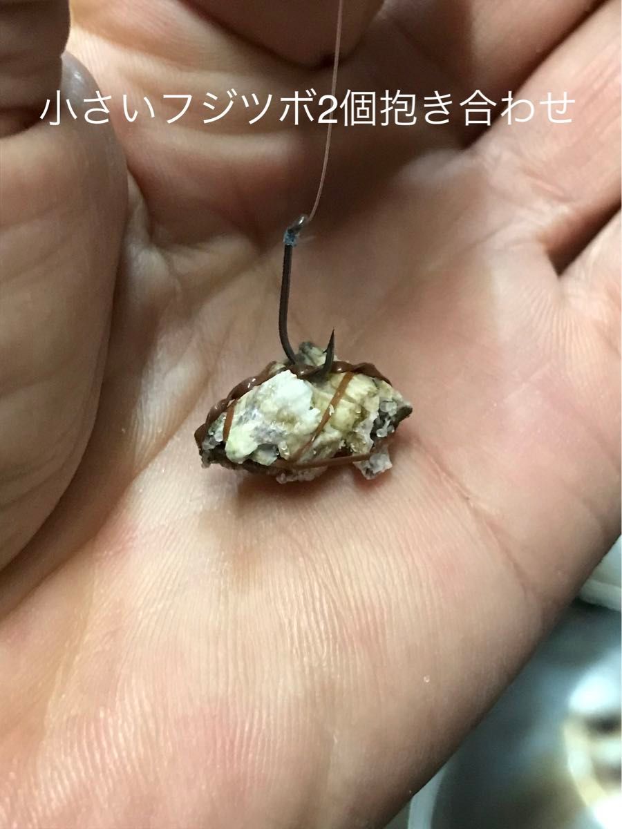 フジツボ塩漬　クロダイ釣り　ヘチ釣り　落とし込み