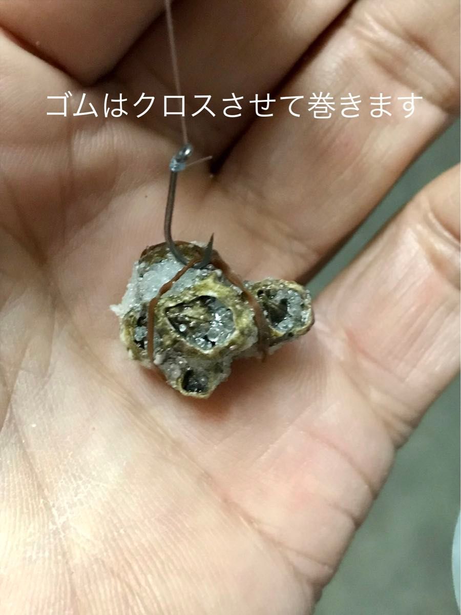 フジツボ塩漬　クロダイ釣り　ヘチ釣り　落とし込み