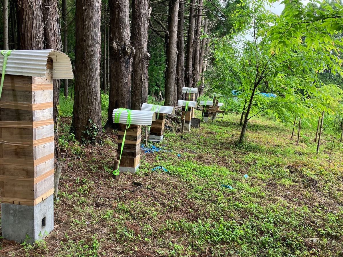 濃い　日本蜜蜂の誘引液　２５０g 