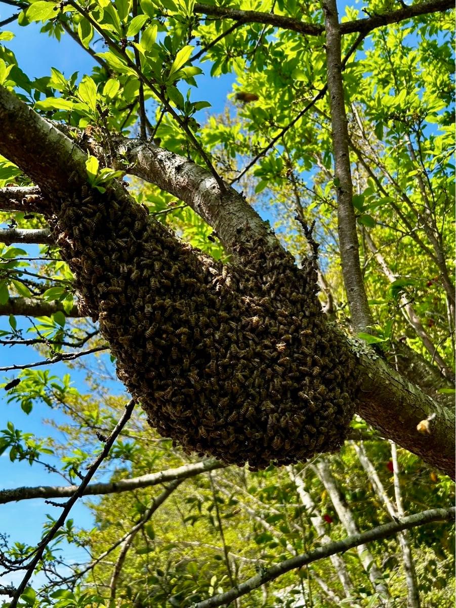 日本蜜蜂の巣の搾りかす　３００g   1袋　誘引液や蜜蝋作りに
