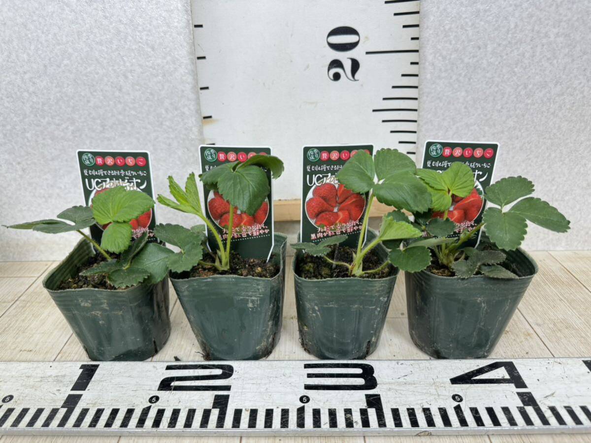 いちご苗 MIX 3号 28鉢セット 送料無料】|Yahoo!フリマ(旧 いちご苗 MIX 3号 28鉢セット 送料無料】|Yahoo!フリマ(旧