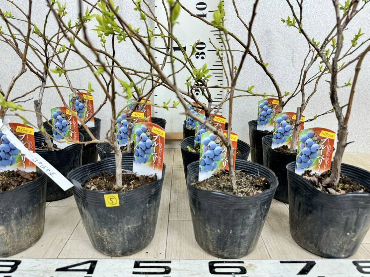 [5. blueberry seedling is ... star 4 number 12 pot set reality goods sale free shipping ]