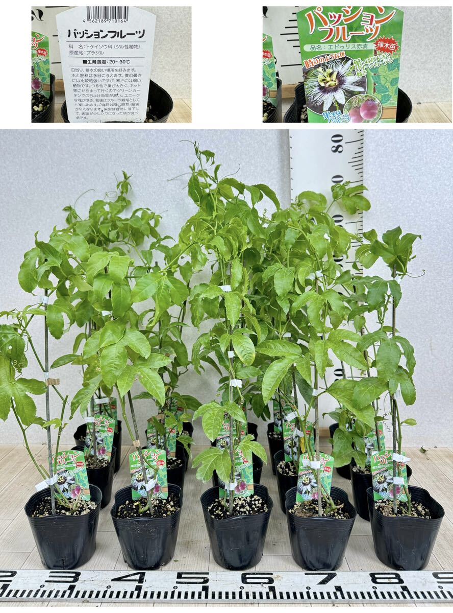 [ passionfruit Ed u squirrel red real 2 year raw 4 number 15 pot set free shipping ]