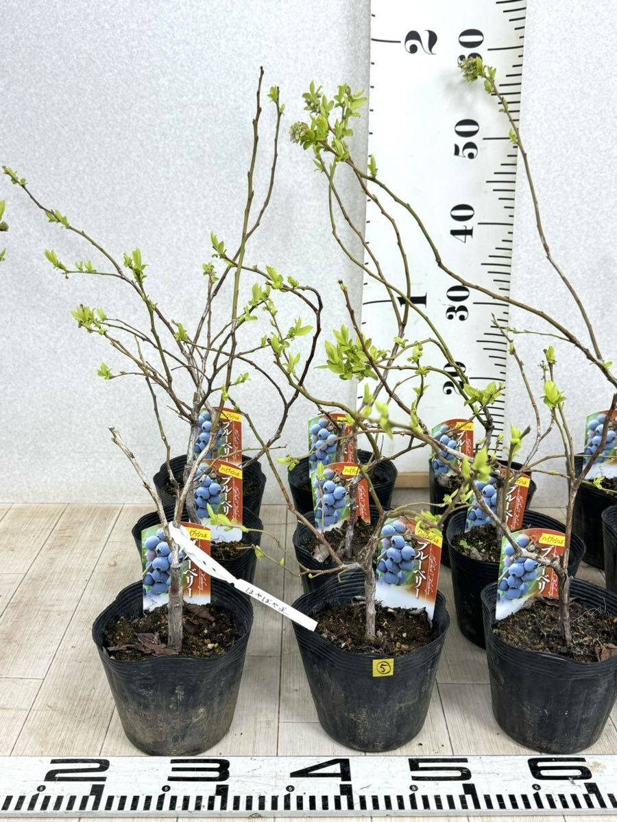 [5. blueberry seedling is ... star 4 number 12 pot set reality goods sale free shipping ]