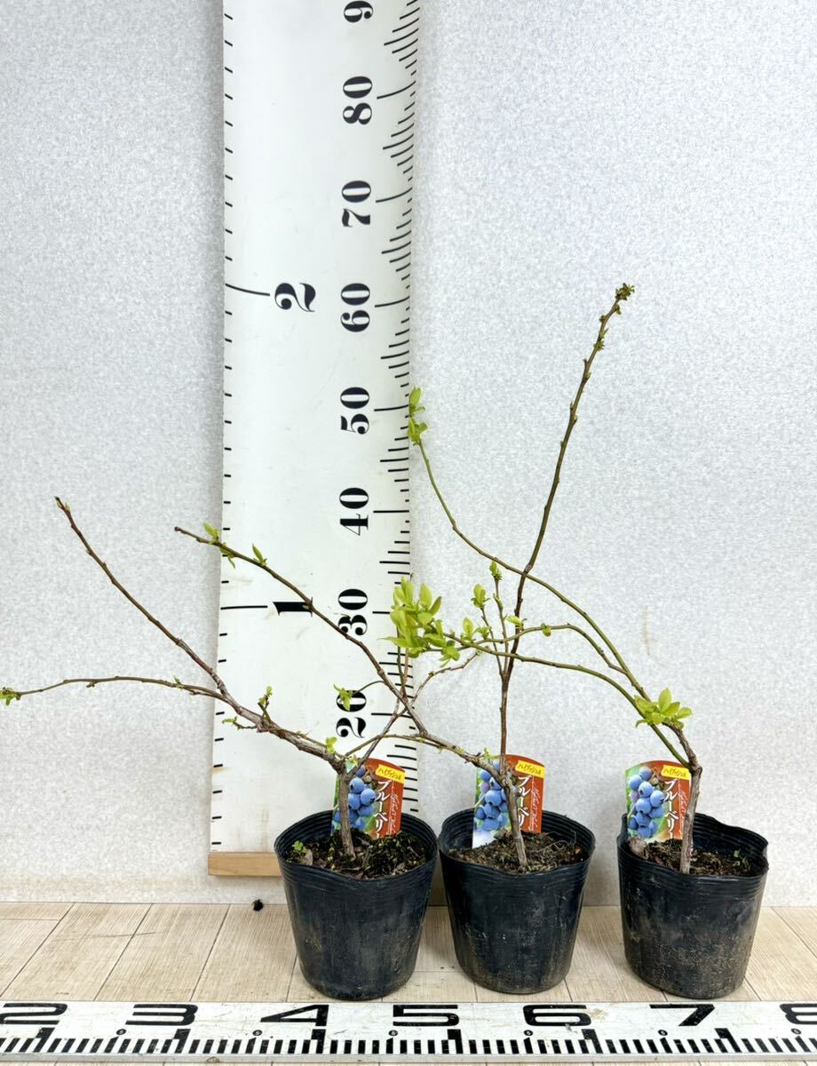 [5. blueberry seedling is ... star 4 number 12 pot set reality goods sale free shipping ]