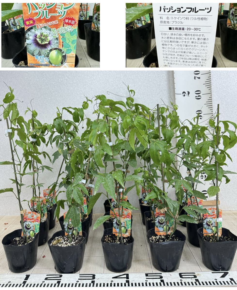 [ passionfruit Ed u squirrel yellow real 2 year raw 4 number 15 pot set free shipping ]