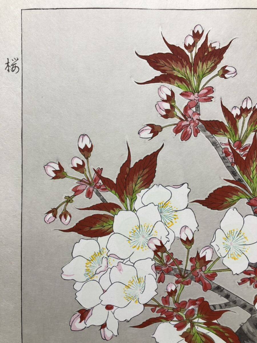 No234 木版画 河原崎奨堂【サザンカ】芸艸堂版 大判 彫長島 真作保証 No234 木版画 河原崎奨堂【サザンカ】芸艸堂版 大判 彫長島 真作保証