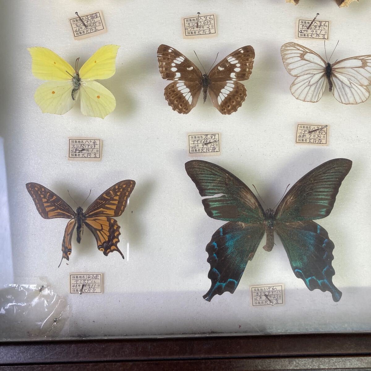 e2241 レア 希少 蝶 チョウ 標本 蝶々 お宝 コレクター 当時物 ビンテージ 昆虫標本 展示用 コレクションケース ディスプレイ の画像4