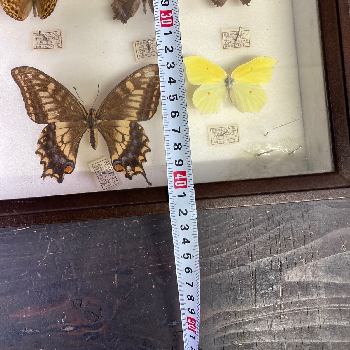 e2241 レア 希少 蝶 チョウ 標本 蝶々 お宝 コレクター 当時物 ビンテージ 昆虫標本 展示用 コレクションケース ディスプレイ の画像7
