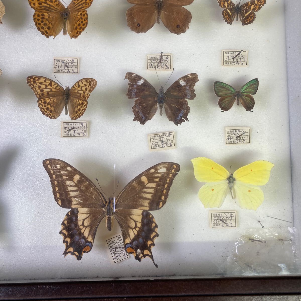 e2241 レア 希少 蝶 チョウ 標本 蝶々 お宝 コレクター 当時物 ビンテージ 昆虫標本 展示用 コレクションケース ディスプレイ の画像5