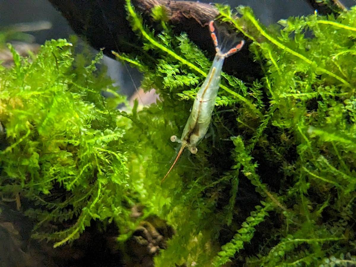 PURE* tropical fish prompt decision! Pinocchio shrimp 3 pcs red .. long nose . feature .. small size. shrimp!