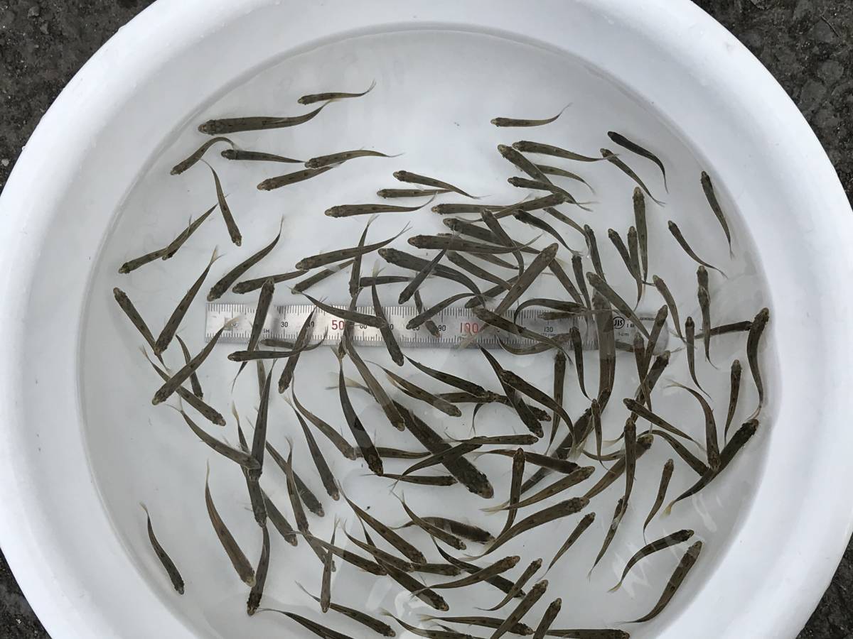  river fish . bait bait for * season in *S size 50 pcs nutrition eminent!! that time only. super-discount commodity!... difference -! raw bait!