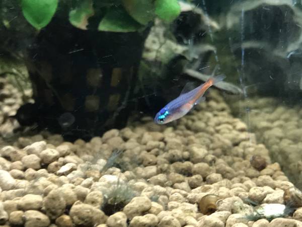 PURE sale! blue diamond neon Tetra 20 pcs including in a package OK