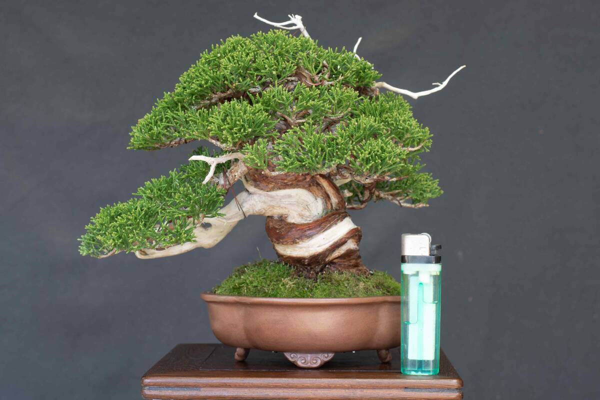  shohin bonsai [ нить рыба река подлинный Kashiwa ] высота дерева 17cm