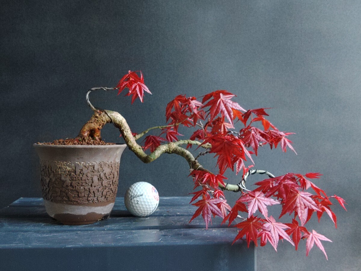 送料込み！☆出猩々☆ イロハもみじ　モミジ　紅葉　貴風　懸外　盆栽　山もみし　楓　bonsai　差し木　12年_画像6