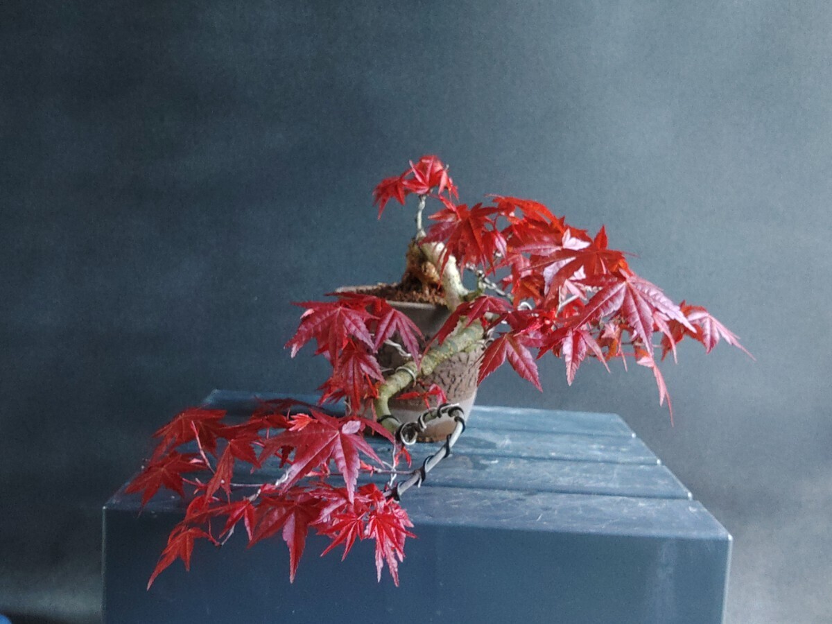 送料込み！☆出猩々☆ イロハもみじ　モミジ　紅葉　貴風　懸外　盆栽　山もみし　楓　bonsai　差し木　12年_画像4