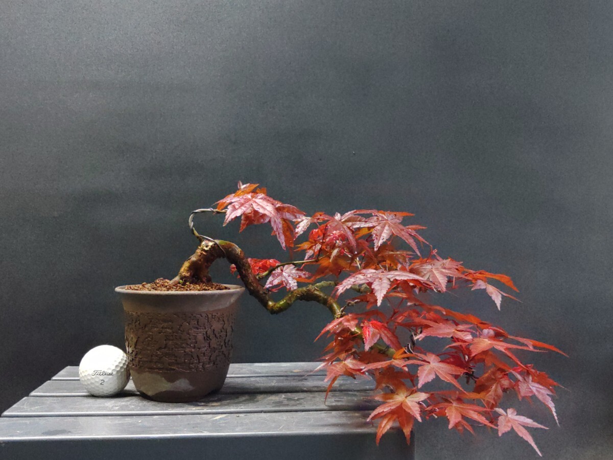  включая доставку!*...*iro - клен momiji. лист . способ . вне бонсай гора ... клен bonsai разница . дерево 12 год 