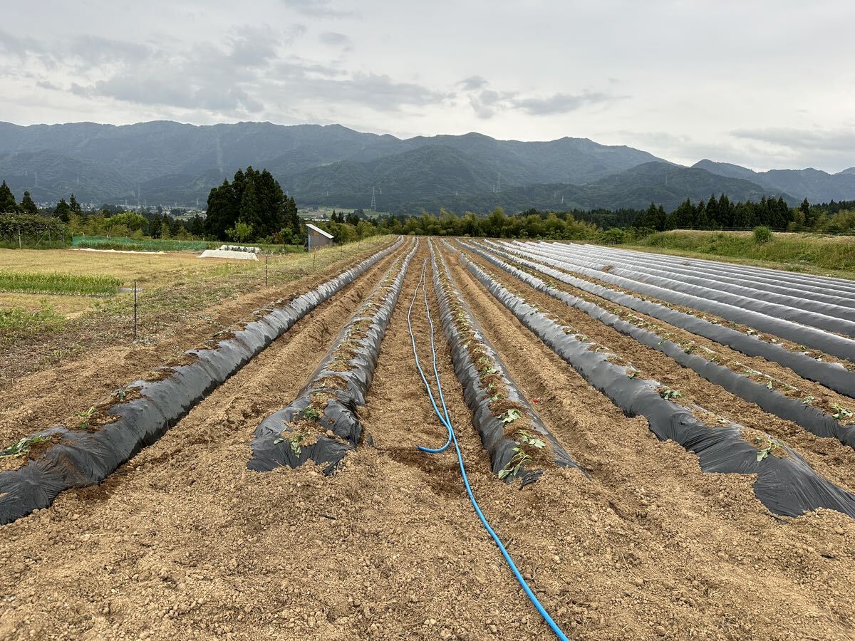 残りわずかです！2023年秋収穫　富山県南砺市産　完全無農薬べにはるか_画像4