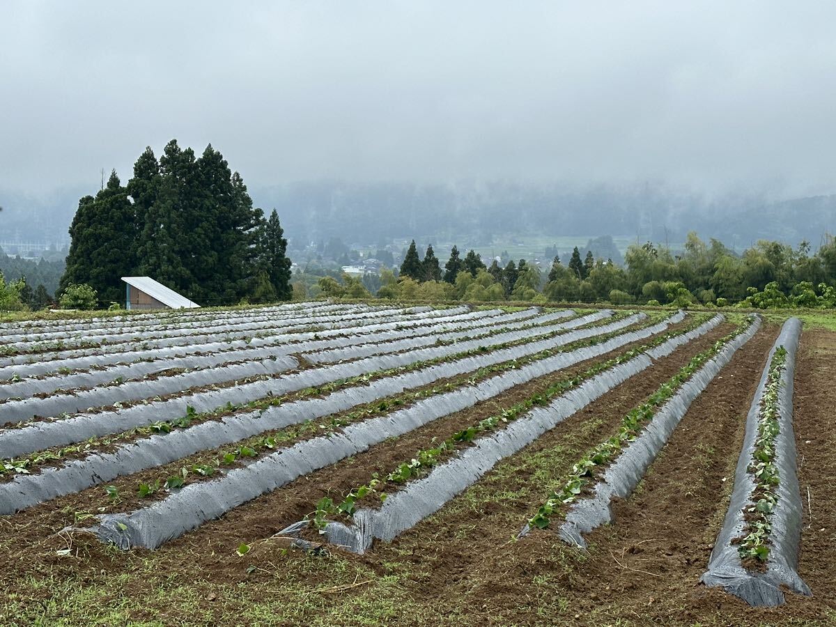 残りわずかです！2023年秋収穫　富山県南砺市産　完全無農薬べにはるか_画像6