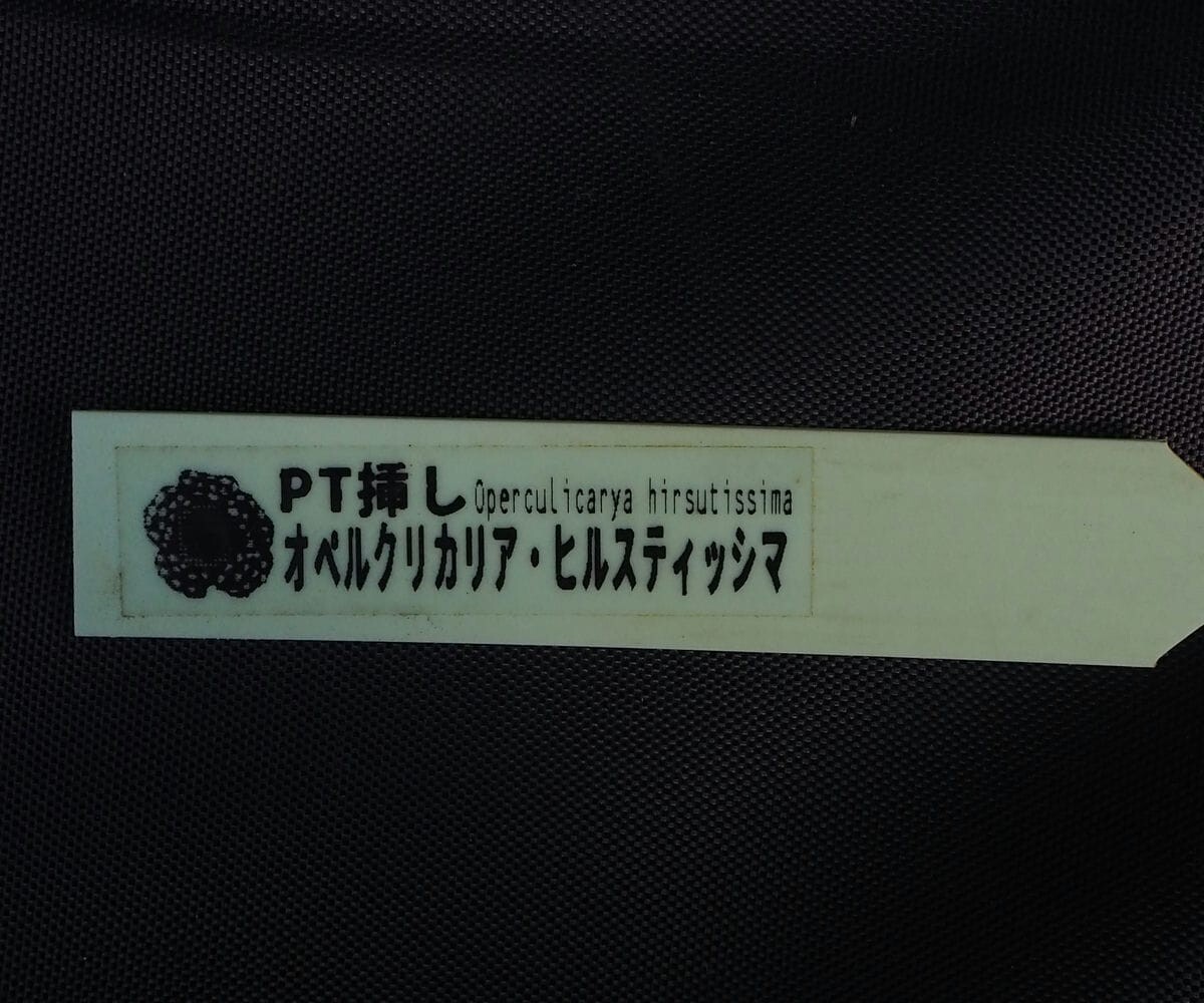 RR_オペルクリカリア 希少種 ヒルスティッシマの名で播種した株 不明種/Operculicarya hirsutissima/1株/根ざし苗の画像10