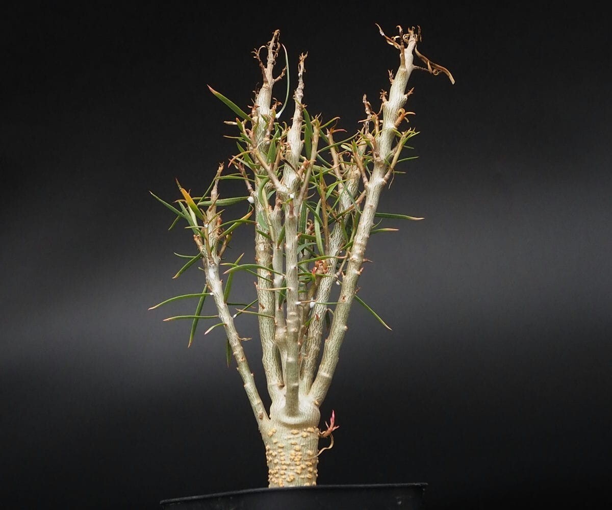 RR_ユーフォルビア・バルサミフェラ/Euphorbia balsamifera/1株/当園実生_画像2