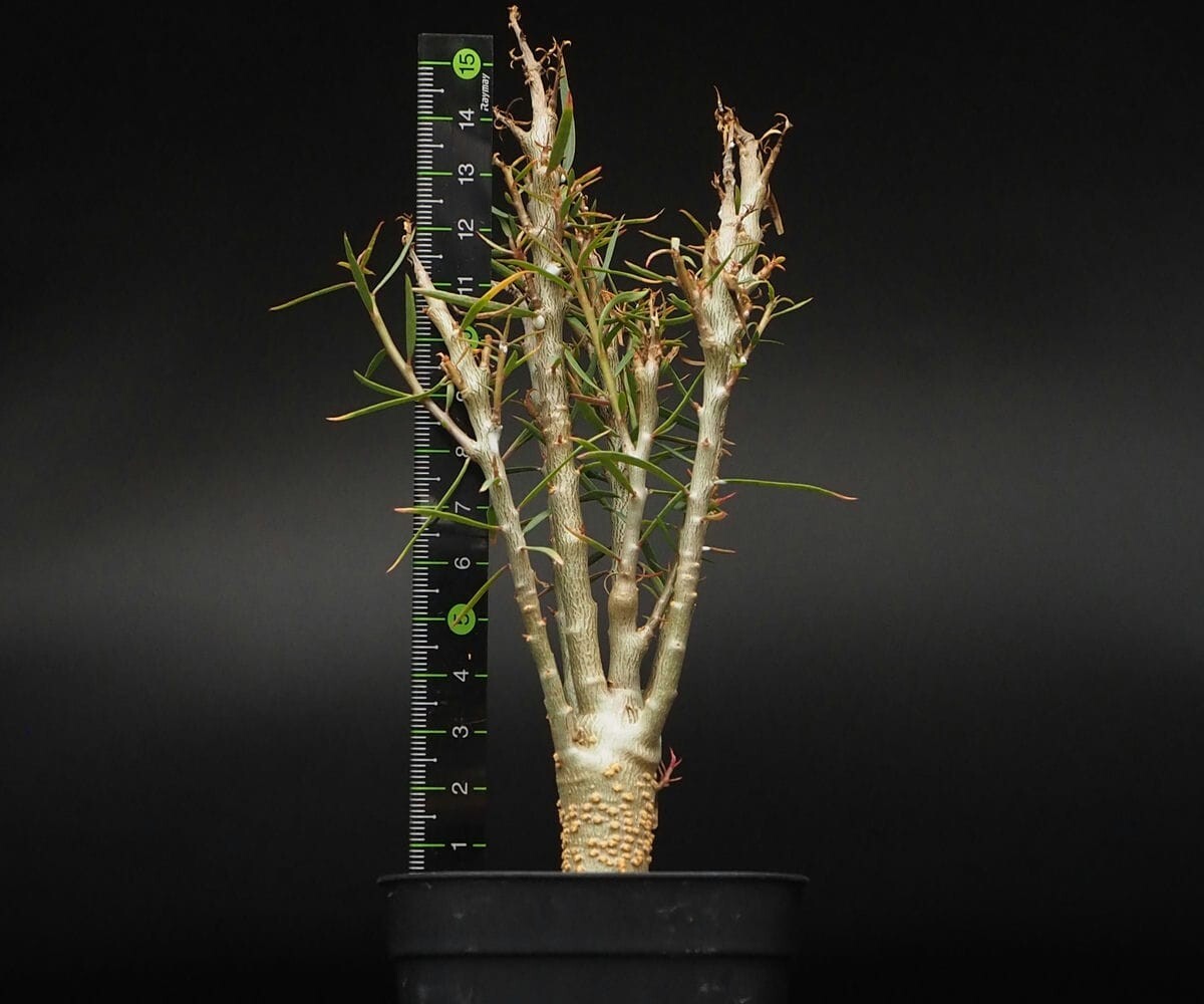 RR_ユーフォルビア・バルサミフェラ/Euphorbia balsamifera/1株/当園実生_画像8