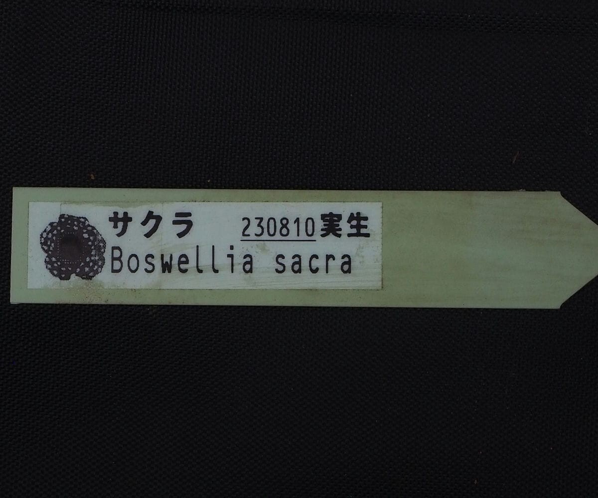 RR_良型選抜株 ボスウェリア・サクラ 本物のフランキンセンス カンラン科/Boswellia sacra/1株/当園実生苗の画像10