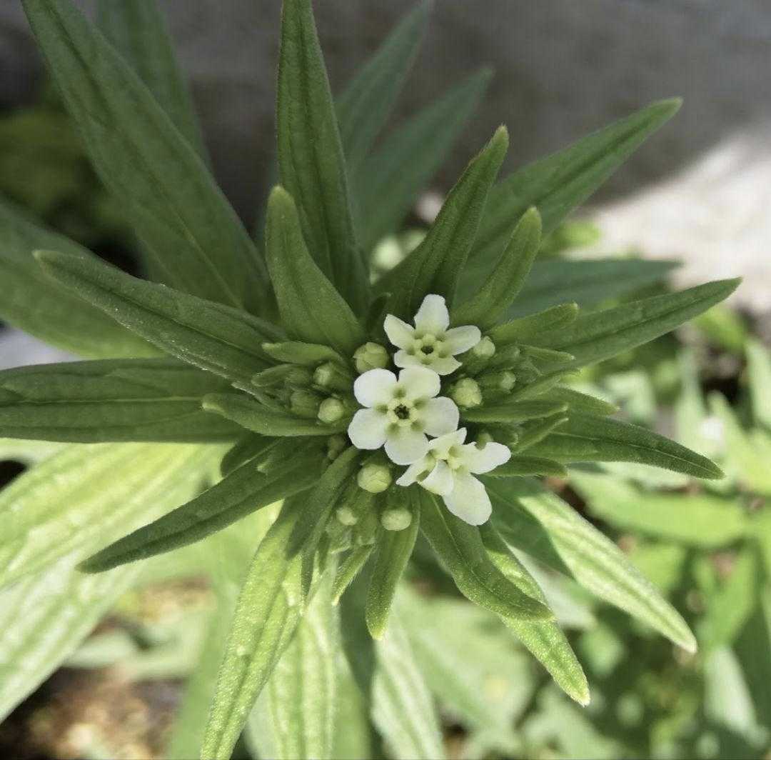 紫根 ニホンムラサキ（根）20g 染色_画像2