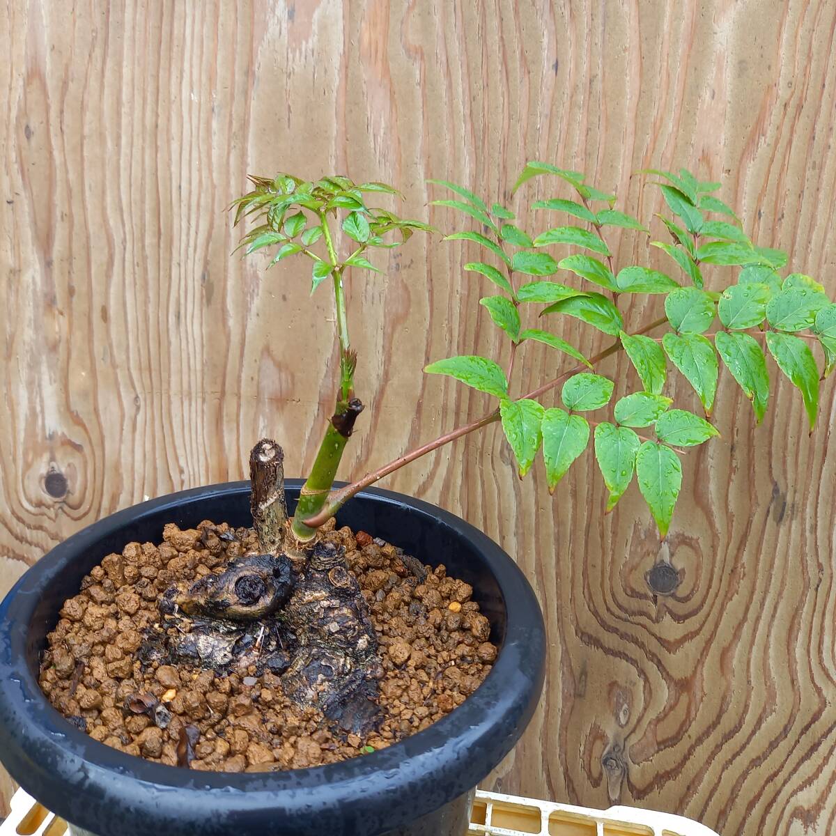 盆栽素材　タラノキ新芽　8号鉢植　サイズ　横幅　40㎝　奥行　25㎝　高さ　40㎝　未使用_画像1