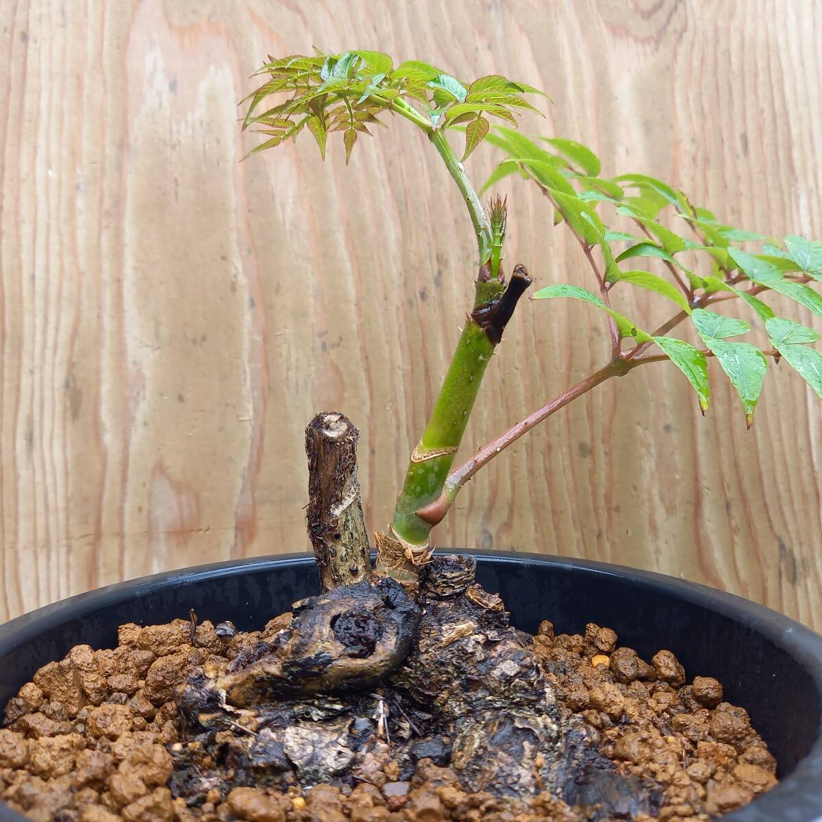盆栽素材　タラノキ新芽　8号鉢植　サイズ　横幅　40㎝　奥行　25㎝　高さ　40㎝　未使用_画像2