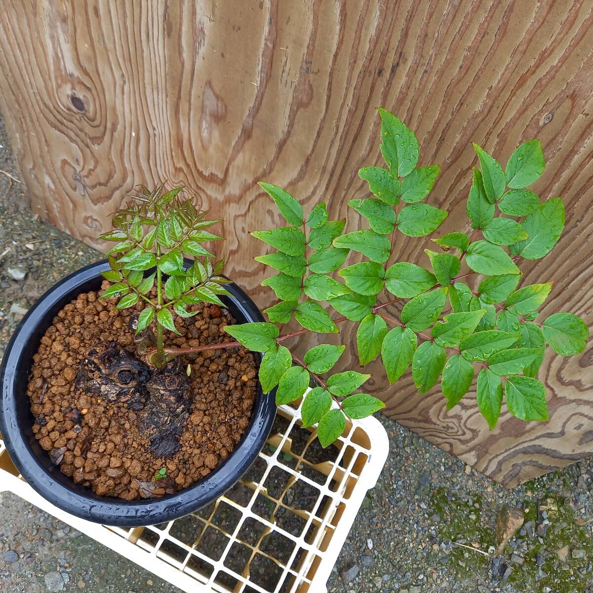 盆栽素材　タラノキ新芽　8号鉢植　サイズ　横幅　40㎝　奥行　25㎝　高さ　40㎝　未使用_画像4