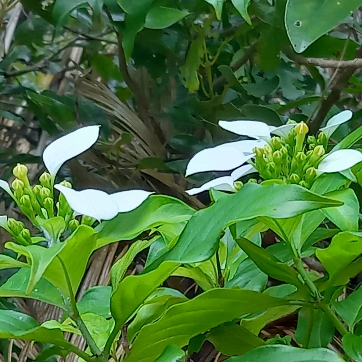 観葉植物　コンロンカ・屋久島以南に生殖する植物　6号鉢植　サイズ　W-20・D-18・H-35㎝　未使用_花が咲いた写真